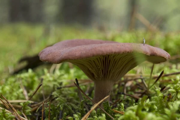 Cogumelo Crescendo Floresta — Fotografia de Stock