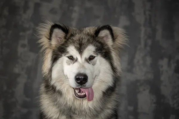 Portret Pięknego Psa — Zdjęcie stockowe