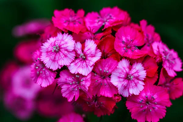 Flores Bonitas Jardim — Fotografia de Stock