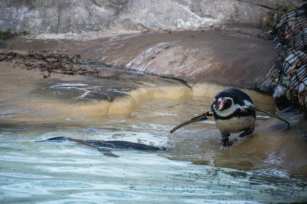 Bird Water — Stock Photo, Image