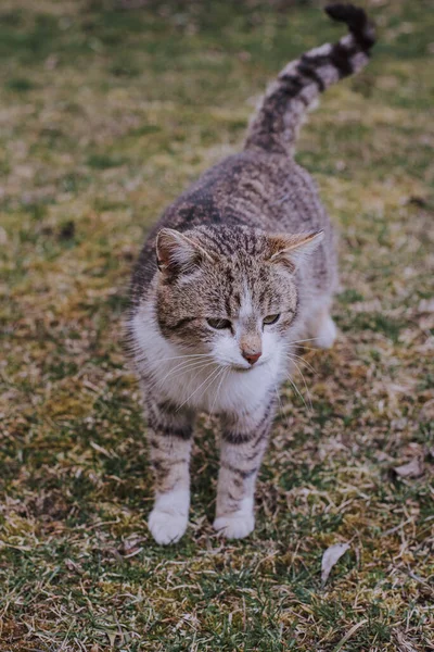 Söt Katt Gatan Bakgrunden Närbild — Stockfoto