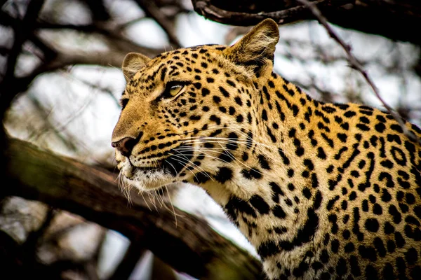 Leopárd Kruger Nemzeti Parkban Dél Afrikában — Stock Fotó