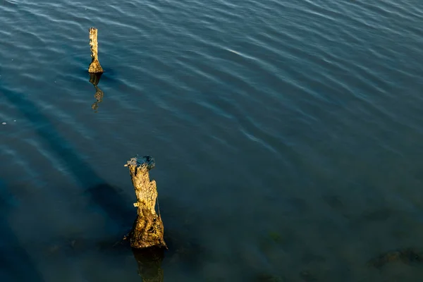 Schöne Wasseroberfläche Des Flusses — Stockfoto