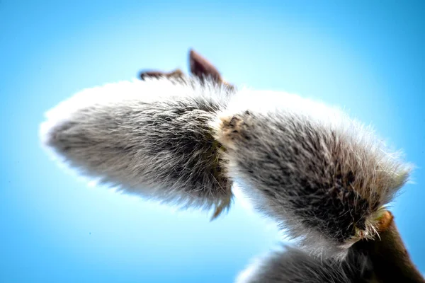 Eine Nahaufnahme Einer Niedlichen Pelzigen Katze Auf Blauem Hintergrund — Stockfoto