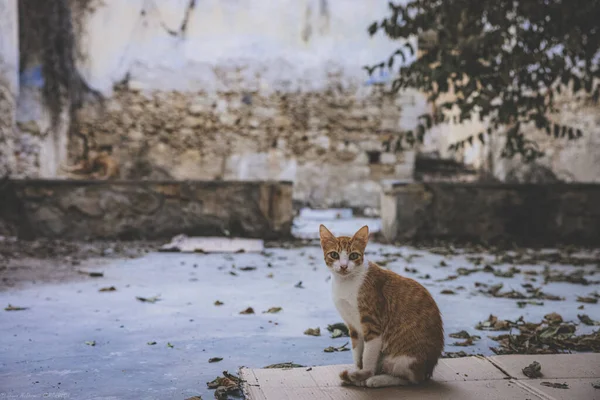 Katze Auf Der Straße — Stockfoto