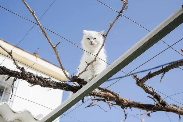 木の上の白い猫 — ストック写真