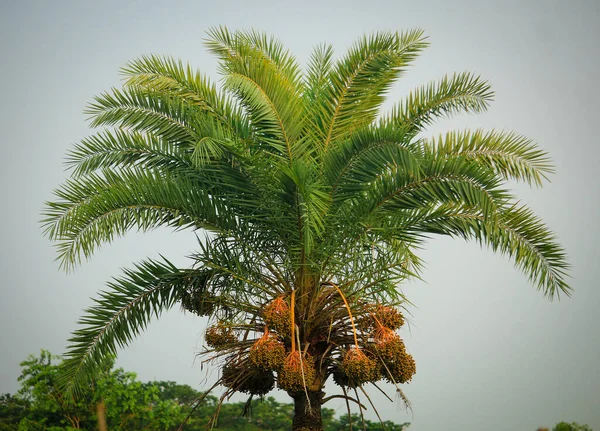 Kokosowe Drzewo Niebo — Zdjęcie stockowe