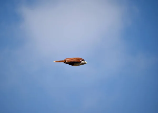 Een Vogel Vliegt Lucht — Stockfoto