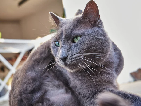 Portret Van Een Schattige Kat Dier — Stockfoto