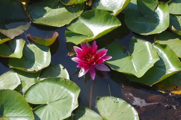 stock image beautiful lotus flowers in the pond