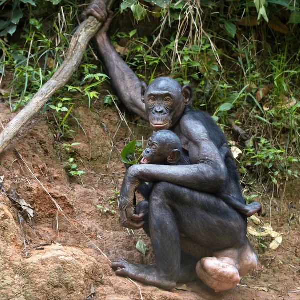 Closeup Shot Cute Chimpanzee Sitting Rock — Stock Photo, Image