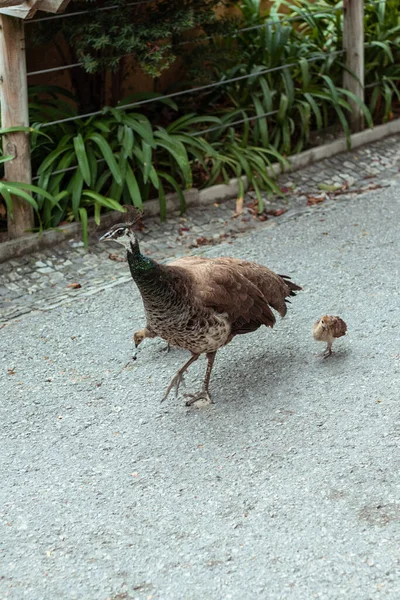 Oiseau Avec Des Poussins Sol — Photo