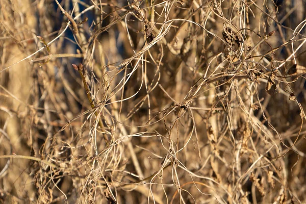 Droog Gras Het Bos — Stockfoto