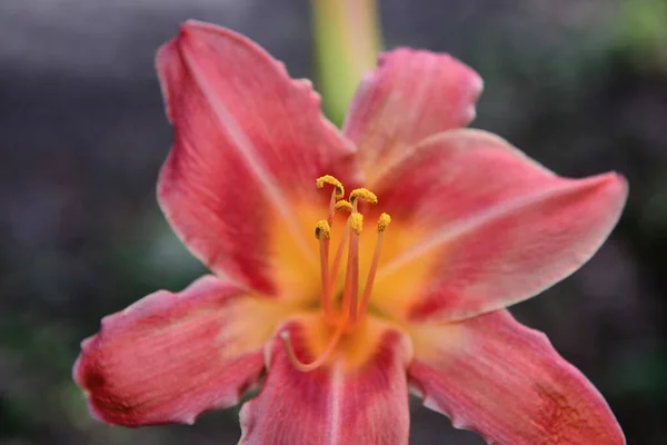 Vacker Botanisk Skott Naturliga Tapeter — Stockfoto