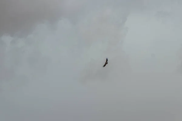 Флокс Птиц Летящих Небе — стоковое фото
