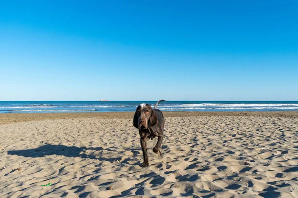 Cane Che Cammina Sulla Spiaggia — Foto Stock