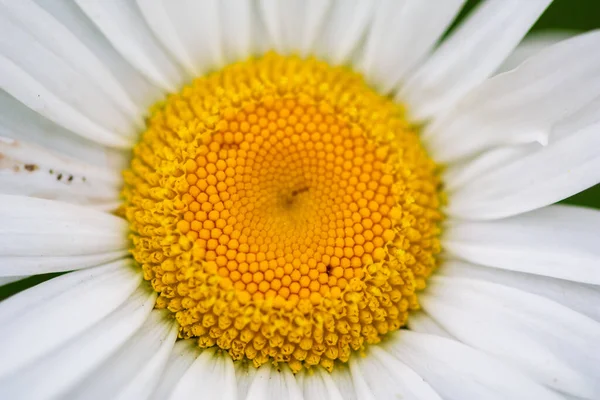 Όμορφο Λευκό Λουλούδι Μαργαρίτα Ένα Φόντο Ενός Πράσινου Χόρτου — Φωτογραφία Αρχείου