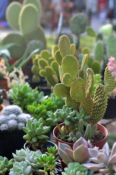 Grüner Kaktus Garten — Stockfoto