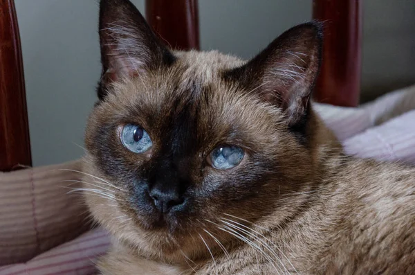 Кошка Красными Глазами — стоковое фото