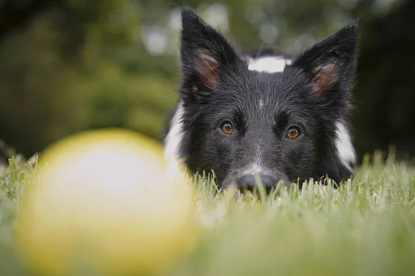 Retrato Cão Bonito — Fotografia de Stock