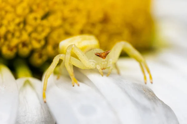 Nahaufnahme Einer Schönen Gelben Und Weißen Spinne — Stockfoto