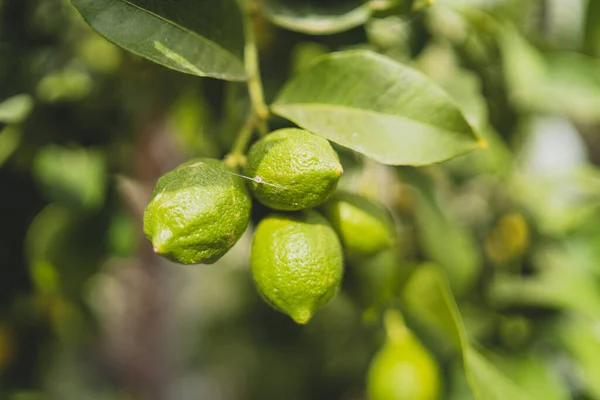 Limão Verde Ramo Árvore — Fotografia de Stock