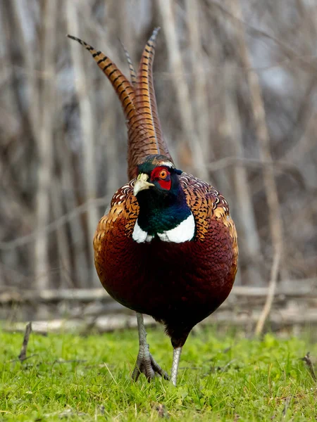 森の中の美しい鳥動物 — ストック写真