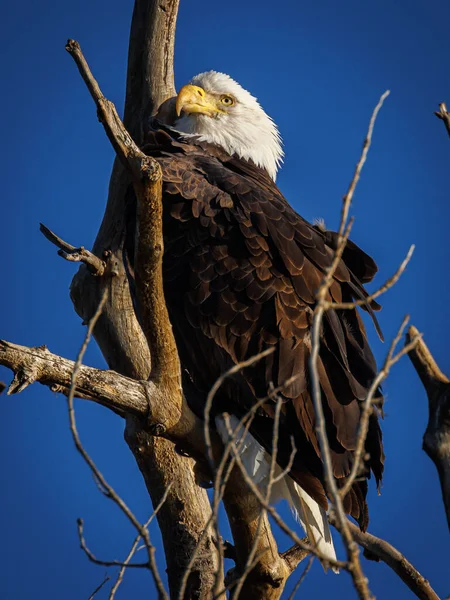 Ein Weißkopfseeadler Auf Einem Ast Kruger Nationalpark Südafrika — Stockfoto