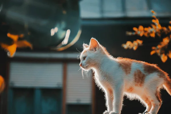 Gato Sentado Telhado Casa — Fotografia de Stock