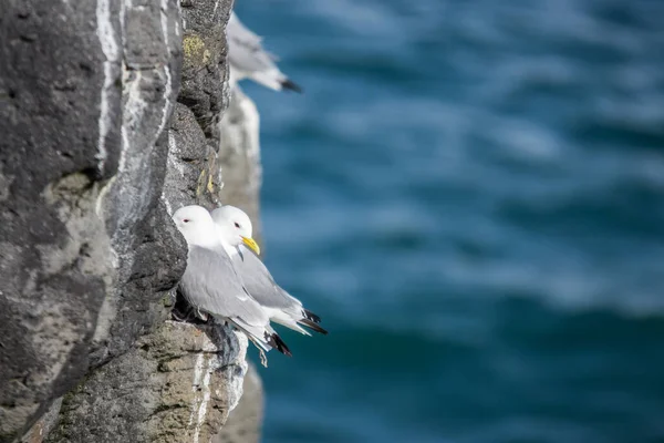 Burung Camar Pantai Laut — Stok Foto