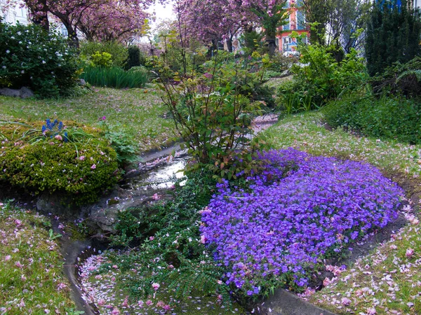 Hermosas Flores Jardín — Foto de Stock