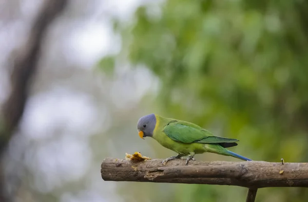 Green Parrot Sitting Branch — Stock Photo, Image