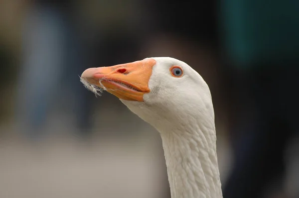 Close White Goose — Stock Photo, Image