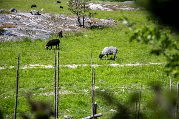 Овцы Пасутся Зеленом Лугу — стоковое фото