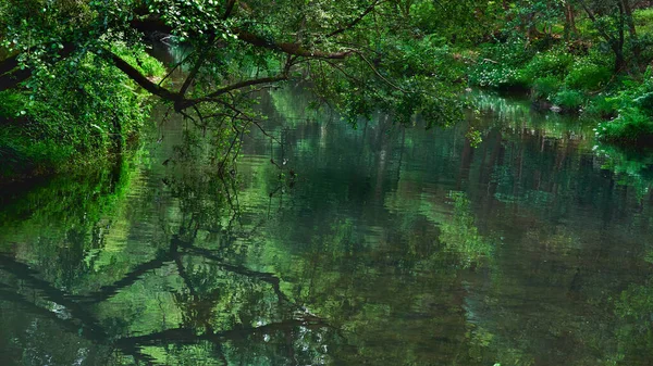 森林中河流的美丽景色 — 图库照片