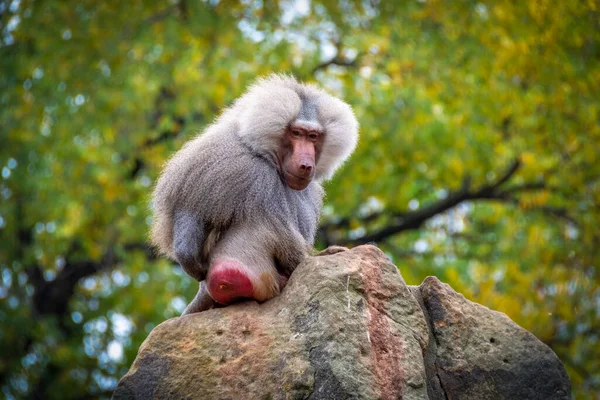 Nahaufnahme Eines Niedlichen Makakenaffen Auf Einem Felsen — Stockfoto