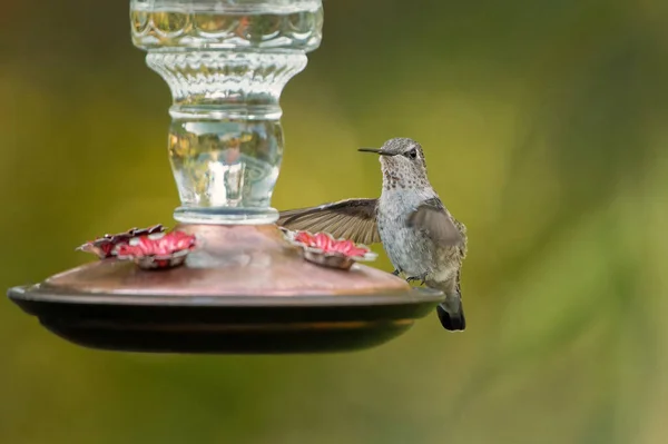 Ein Vogel Sitzt Auf Einem Ast Eines Baumes — Stockfoto