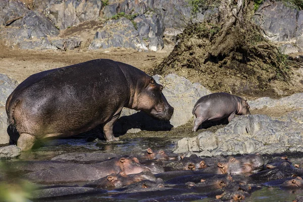 Grand Groupe Hippopotames Dans Zoo — Photo