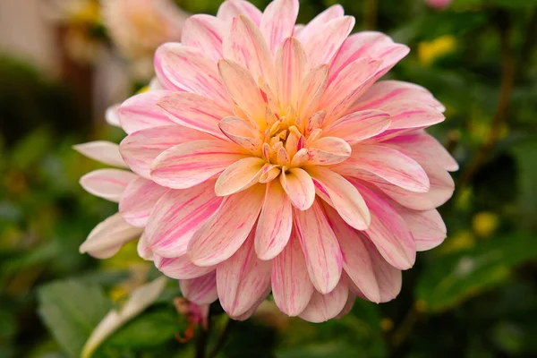 Belle Fleur Dahlia Rose Dans Jardin — Photo