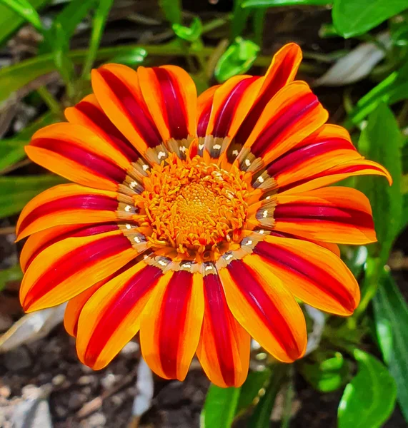 Beautiful Gerbera Flower Garden — Stock Photo, Image