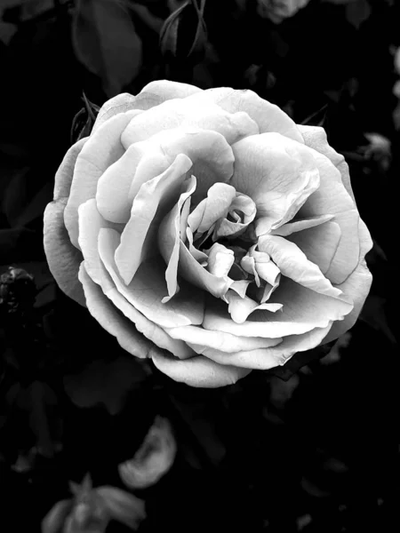 Krásná Růže Zahradě Černá Bílá — Stock fotografie