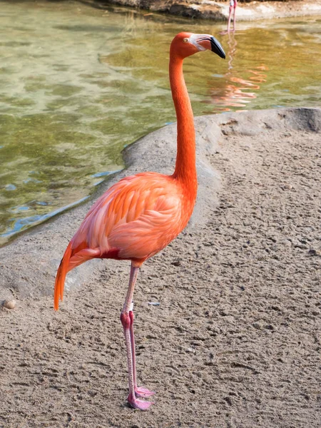 Flamenco Rosa Zoológico —  Fotos de Stock