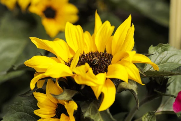 Beau Tournesol Jaune Dans Jardin — Photo