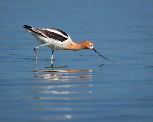 Oiseau Dans Eau Lac — Photo