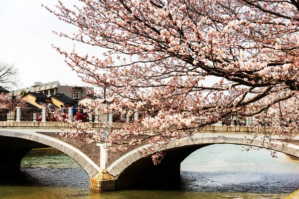 Cherry Blossom Spring Japan — Stock Photo, Image