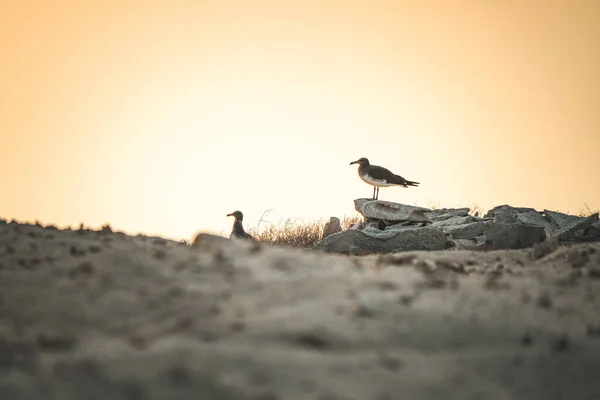 Troupeau Oiseaux Dans Désert — Photo