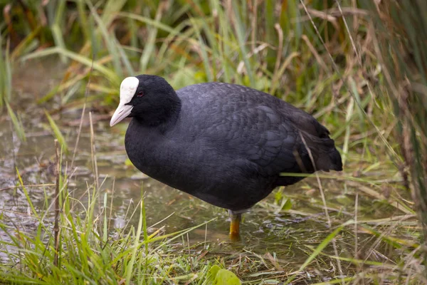 Svart Fågel Gräset — Stockfoto