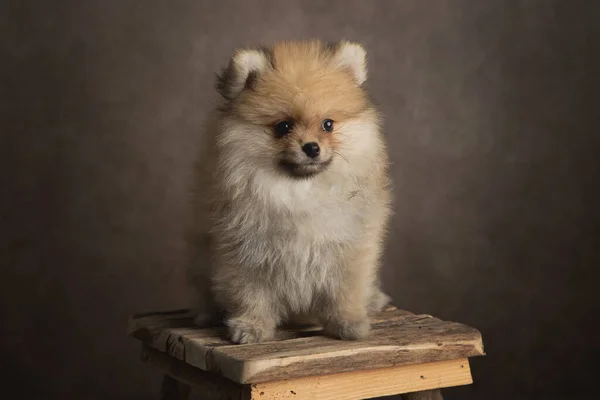 Pomeranian Spitz Σκυλί Ξύλινο Φόντο — Φωτογραφία Αρχείου