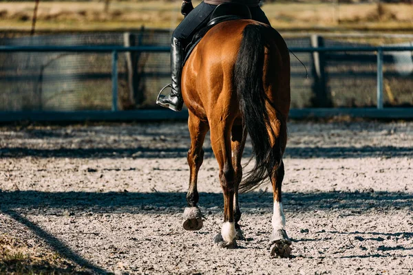 Cavallo Nel Paddock — Foto Stock