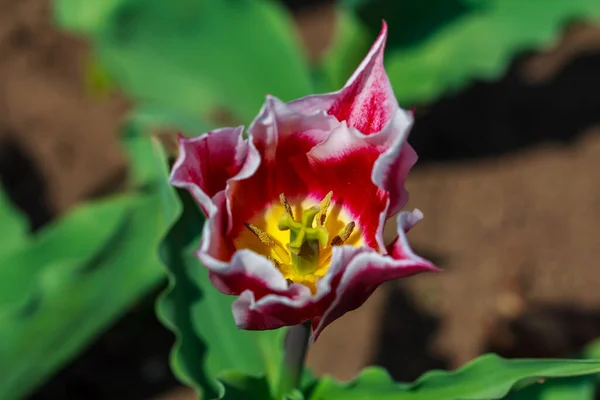Botaniczne Ujęcie Piękne Kwiaty — Zdjęcie stockowe